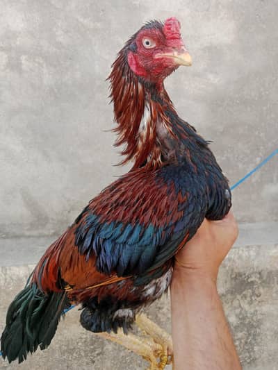 purani naslo main lakha bandh Jorh mazboot