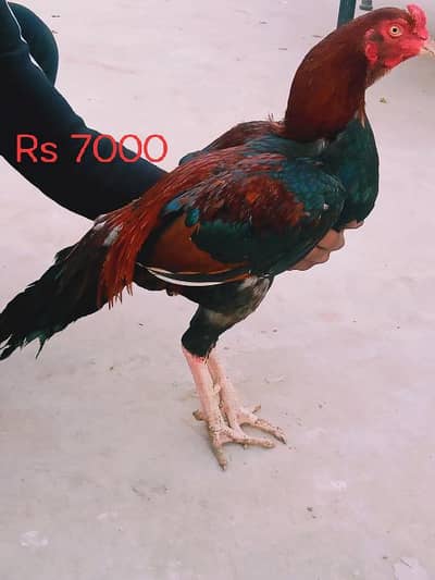 Pure aseel Mianwali murga and 1 breeder  female