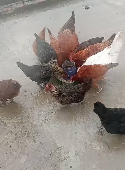 Dasi Murgiy  For sele