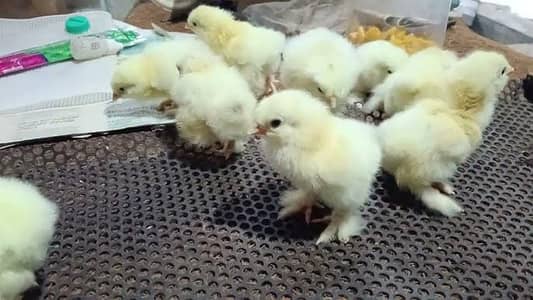 Golden havy buff chiks available