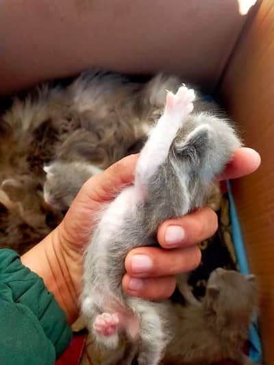 Persian Cats with 3 Kittens