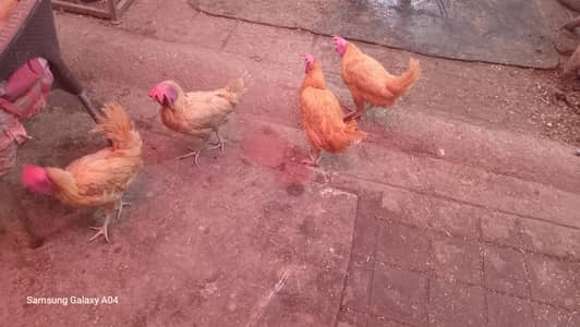 Golden Misri Murghiyan aur Murghay for Sale