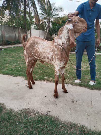 Makha Cheeni Breeder Male