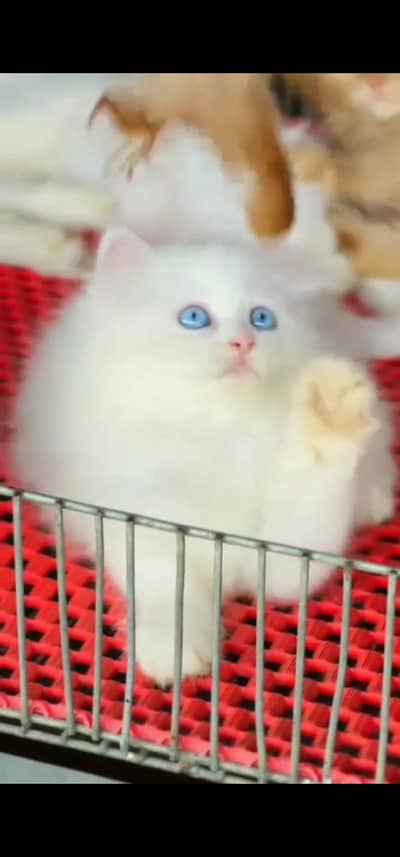 Quality Persian Punch face cat & kitten is03062848895Whatsapp