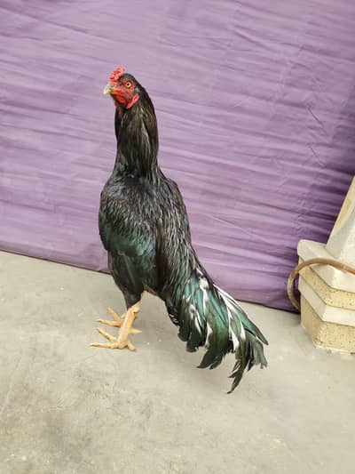 top quality asil cock