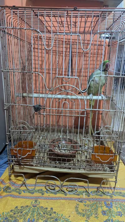 Raw Parrot Very Talkative For Sell With Cage