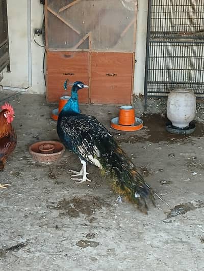 Beautiful Male Peacock (Moor) for Sale – Healthy & Active