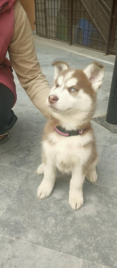 Siberian husky puppy 4 sale top of the line quality