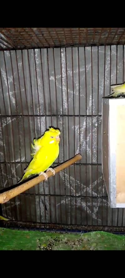 Red eye hogoromo Mel