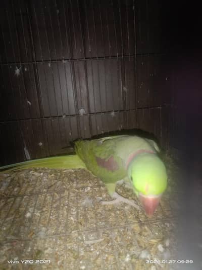 1 Raw Young Male Available For Sale