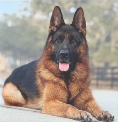 German shepherd male