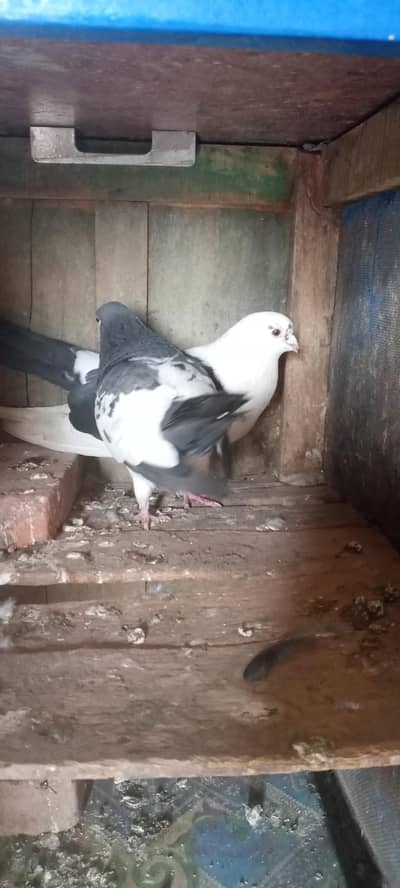 forsale nar mada full active