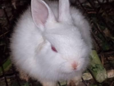 rabbit, adult,baby ,breeders,wild , new Zealand ,angora,ish,red eye ,