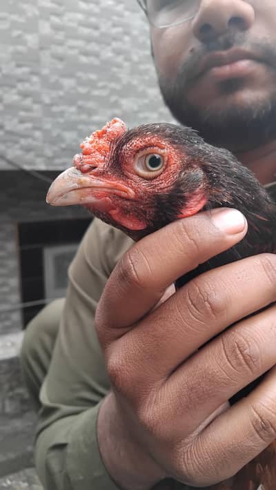 high quality aseel female