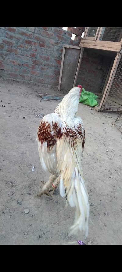 Reza aseel meyawali  for sel