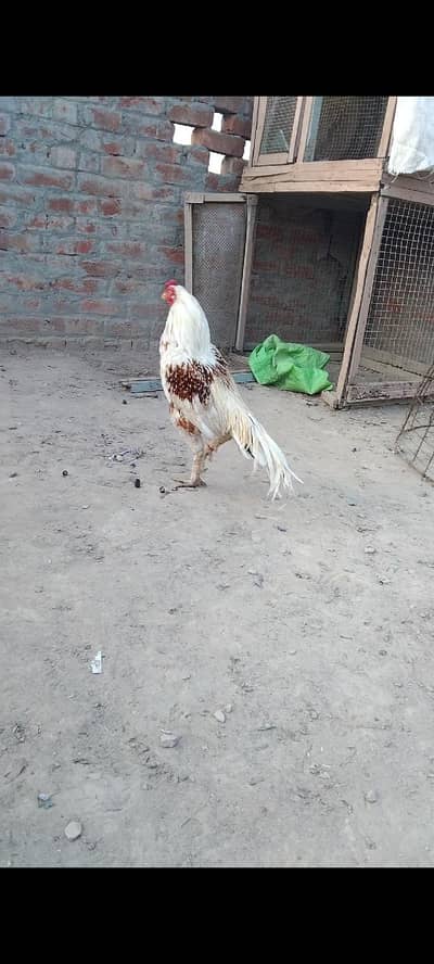 Reza aseel meyawali  for sel