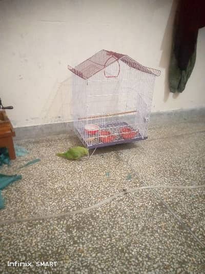 Ring Neck Green Female Parrot available