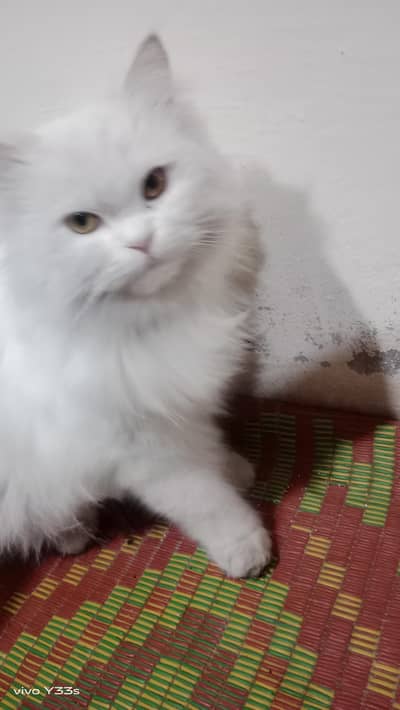Odd Eyes White Persian Cat