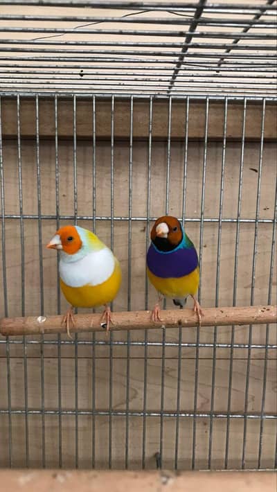 Gouldian finch