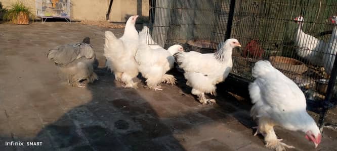 white buff ang Columbia brahma