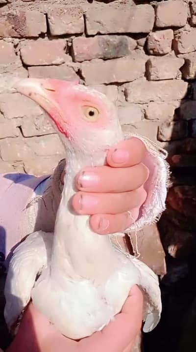 paper white two pathyia available