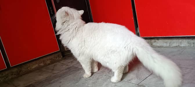 White Persian male for sale