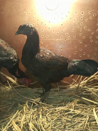 V. I. P Aseel Cross Pathain / Murgiyan - Fully Active & Healthy