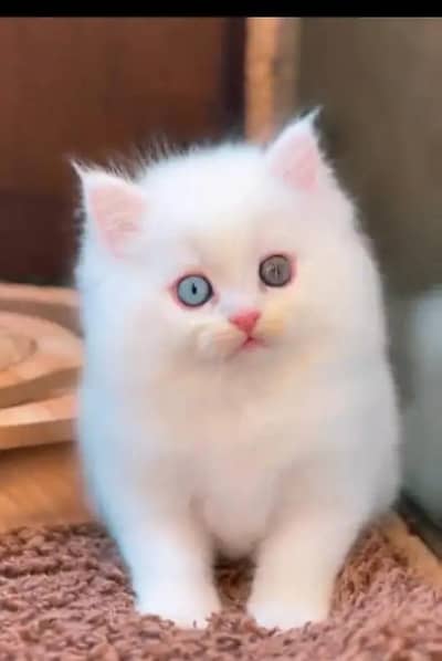 Persian female kitten for sale. my WhatsApp number 0320*24-100*47