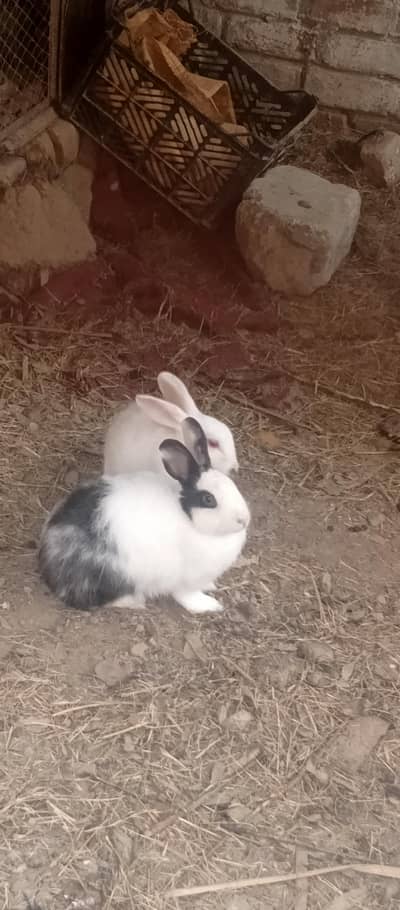 Red eye and angora rabbit female
