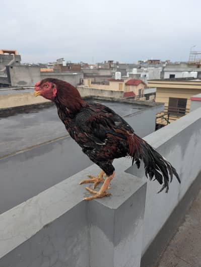 Pure Aseel murga for sale