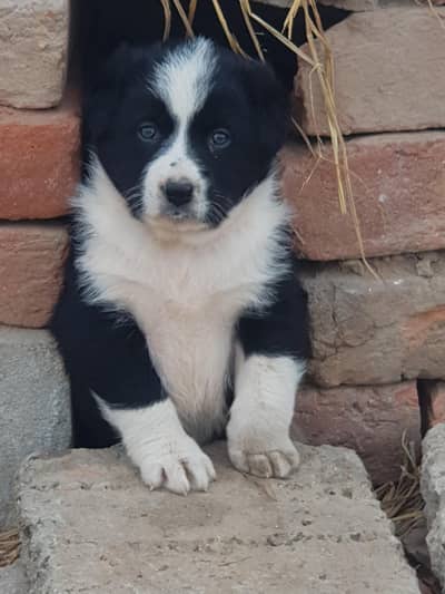 collie puppy beby