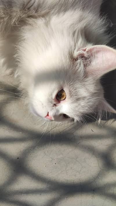 Persian angora cat