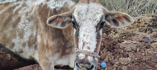 cholistan fresion cross cow taza soi