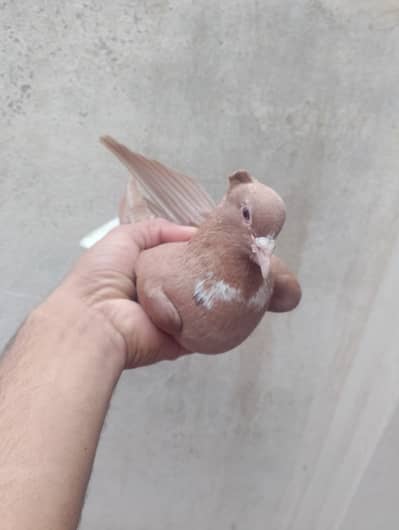 Karblai or beautiful pair for sale