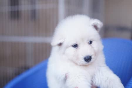 Siberian Husky for sale