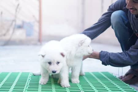 Siberian Husky For sale