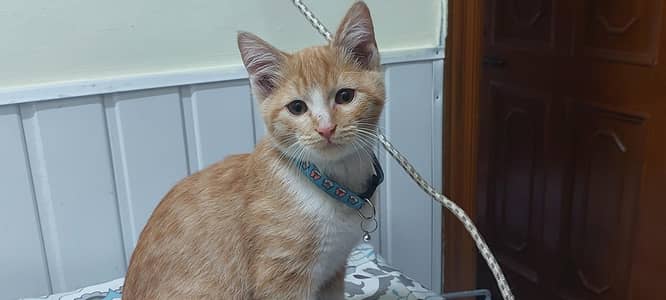 3months old male looking for new home