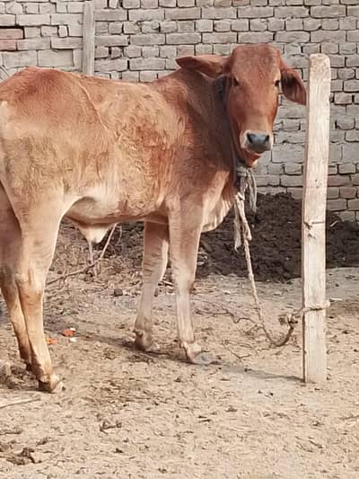 Beautiful Bachari for sale