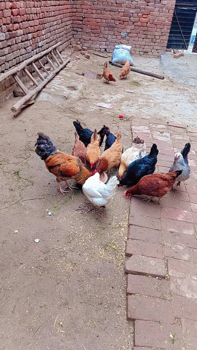 mashallha sabi andy dati ha sattar murgia ha