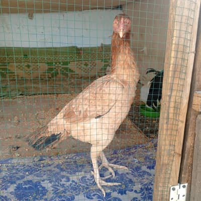 jageeri madi 4 ande diye hai