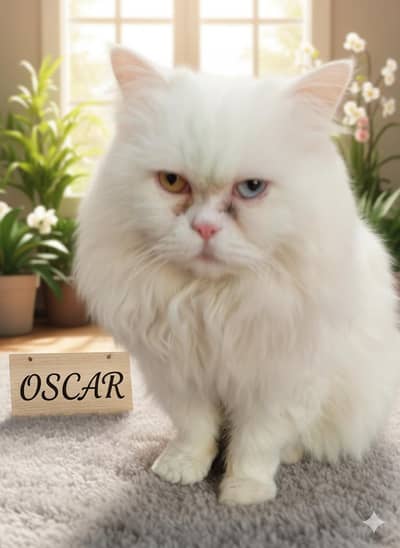 Odd Eyes white persian cat Pair