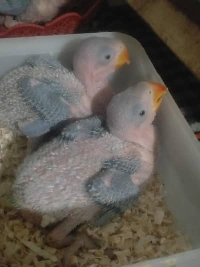 kashmiri jumbo size babys