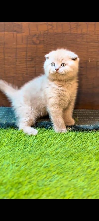 Persian kitten triple long coat and littler Trend/0331/7823482/