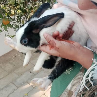 I WANT TO SELL  RABBITS ON SALE Price