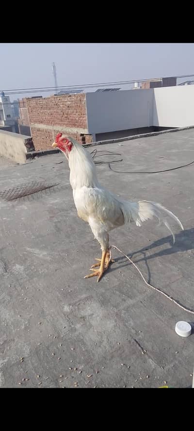 heera patha age 8 month sawa patha age 10 month