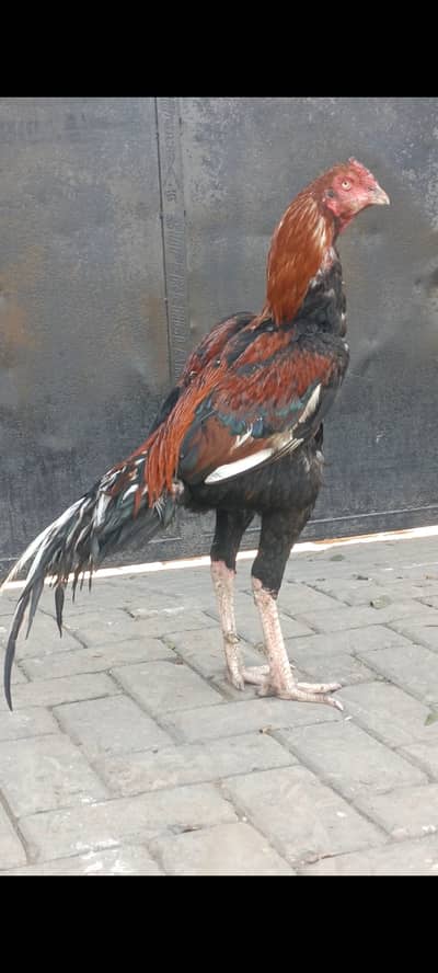 High quality aseel ptha for sale