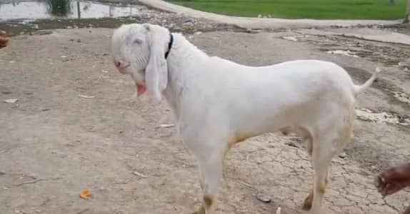 qurbani ke liye Bakra for sale/ 03291198926
