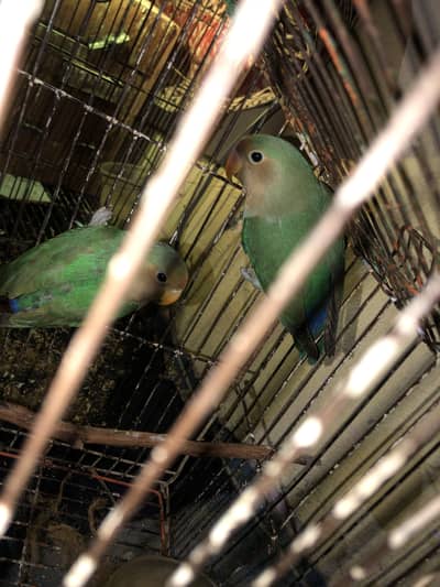 Beautiful Love Birds Pair + 1 Female | Healthy & Active | Fixed Price