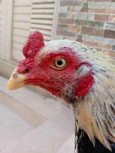 Top Quality zero size Mianwali Patha