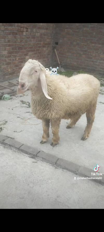 2 danr kajla heavy weight